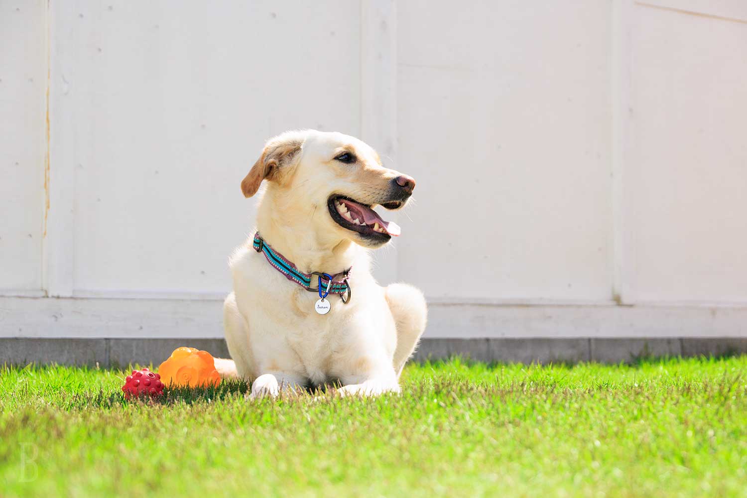 愛犬と過ごす理想の休日